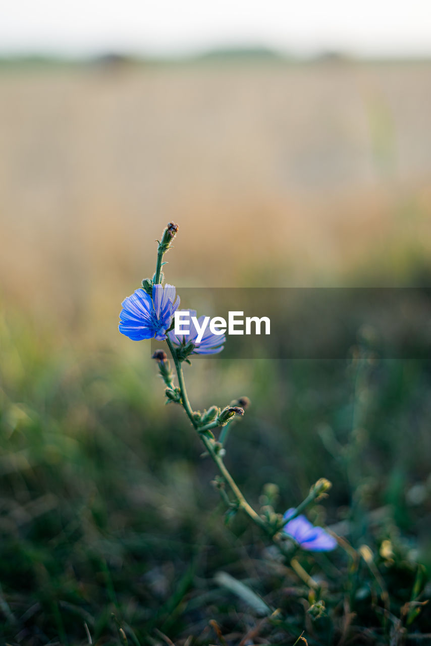 Close-up of purple crocus flowers on field