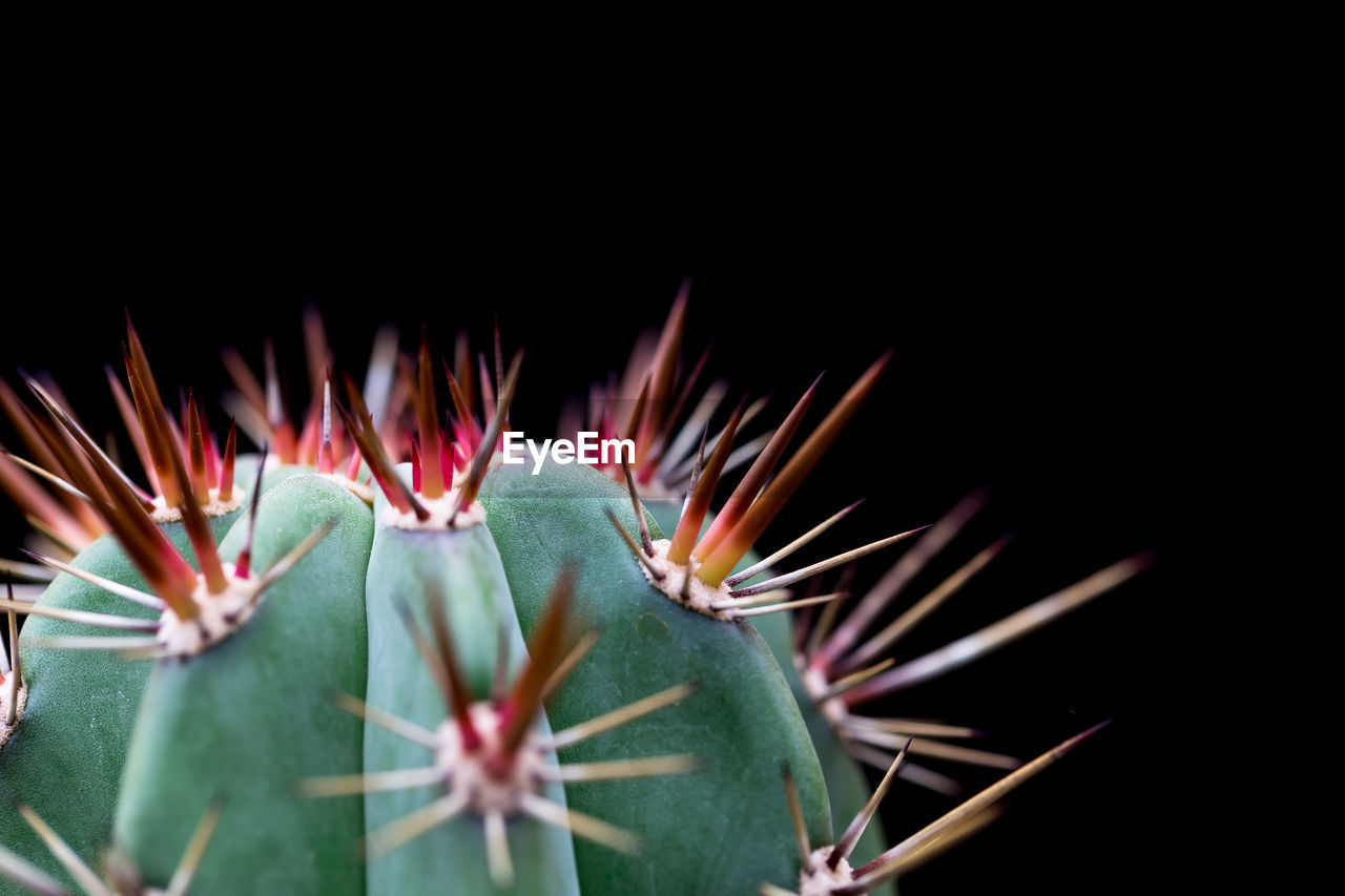 Cactus with sharp thorns, copy space.