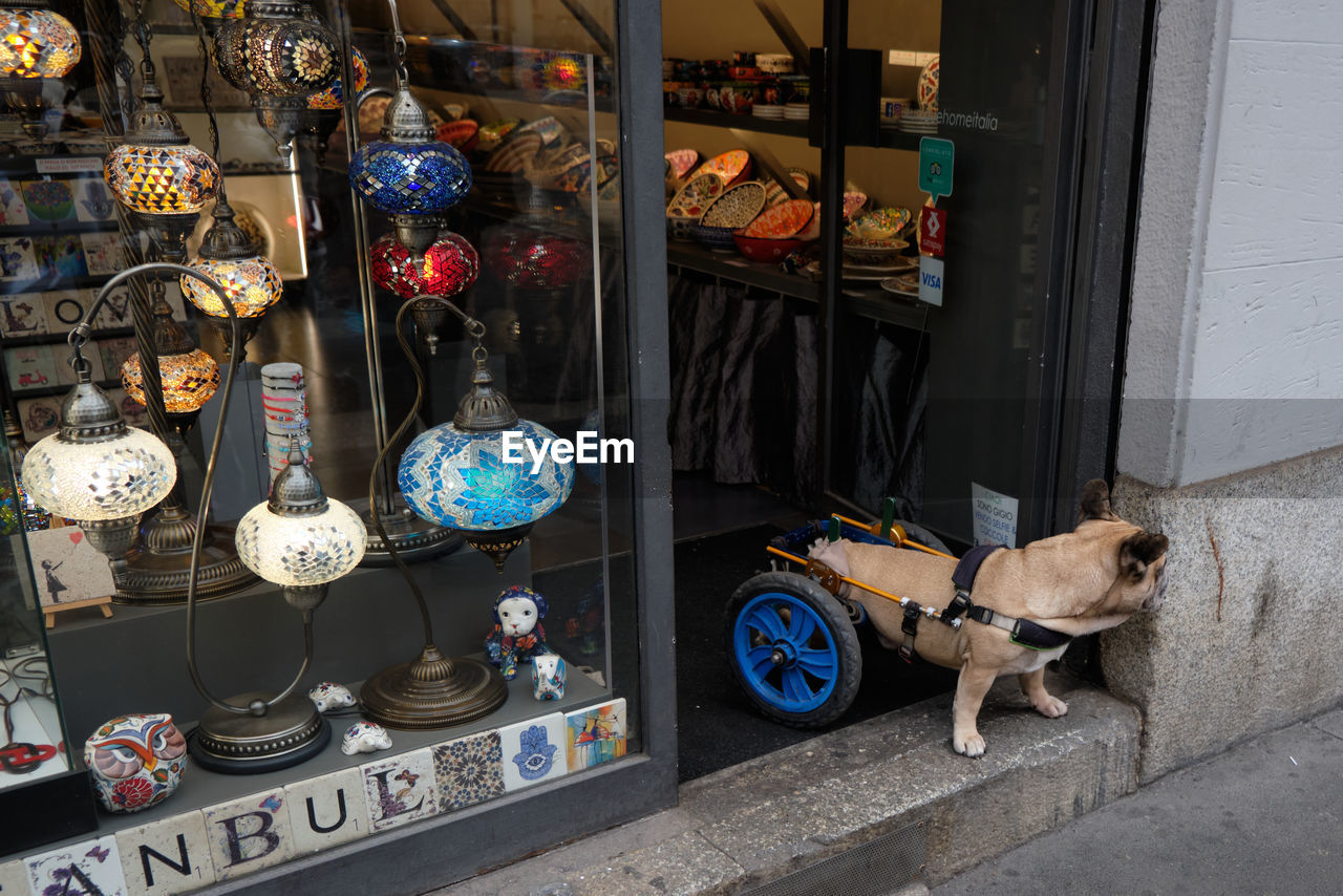 Dog with wheelchair standing in the entrance of a shop of lamps - october 2022 - italy - milan