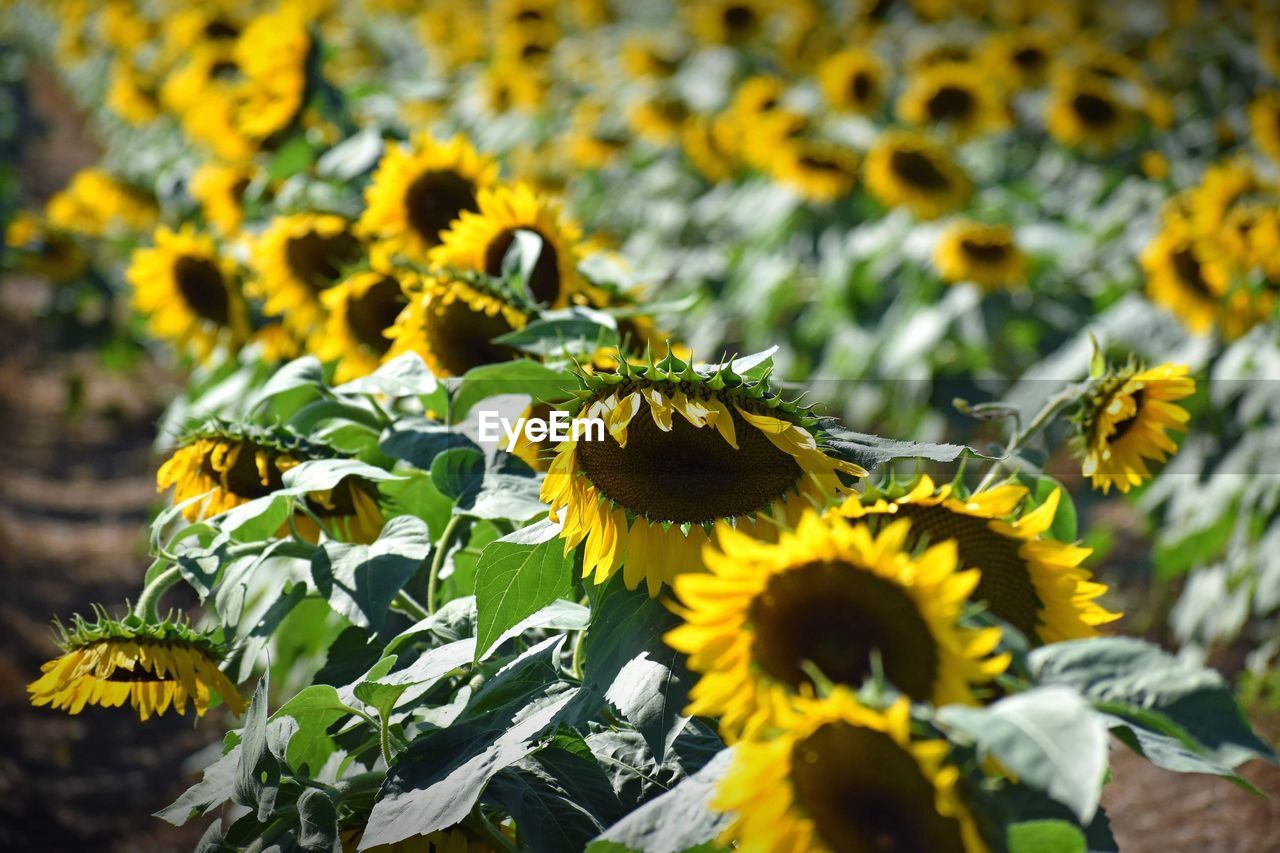 CLOSE-UP OF SUNFLOWER ON YELLOW FLOWERING PLANT