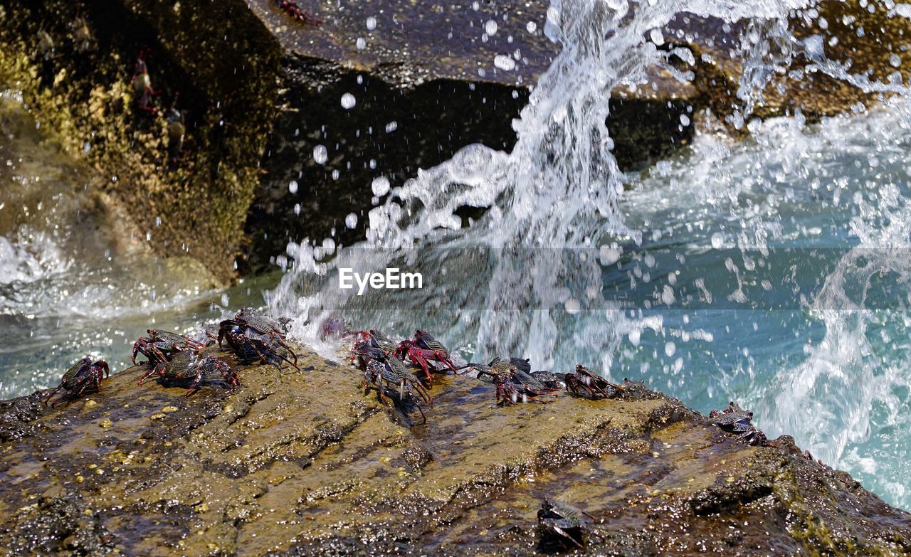 Water splashing on rocks with crabs 