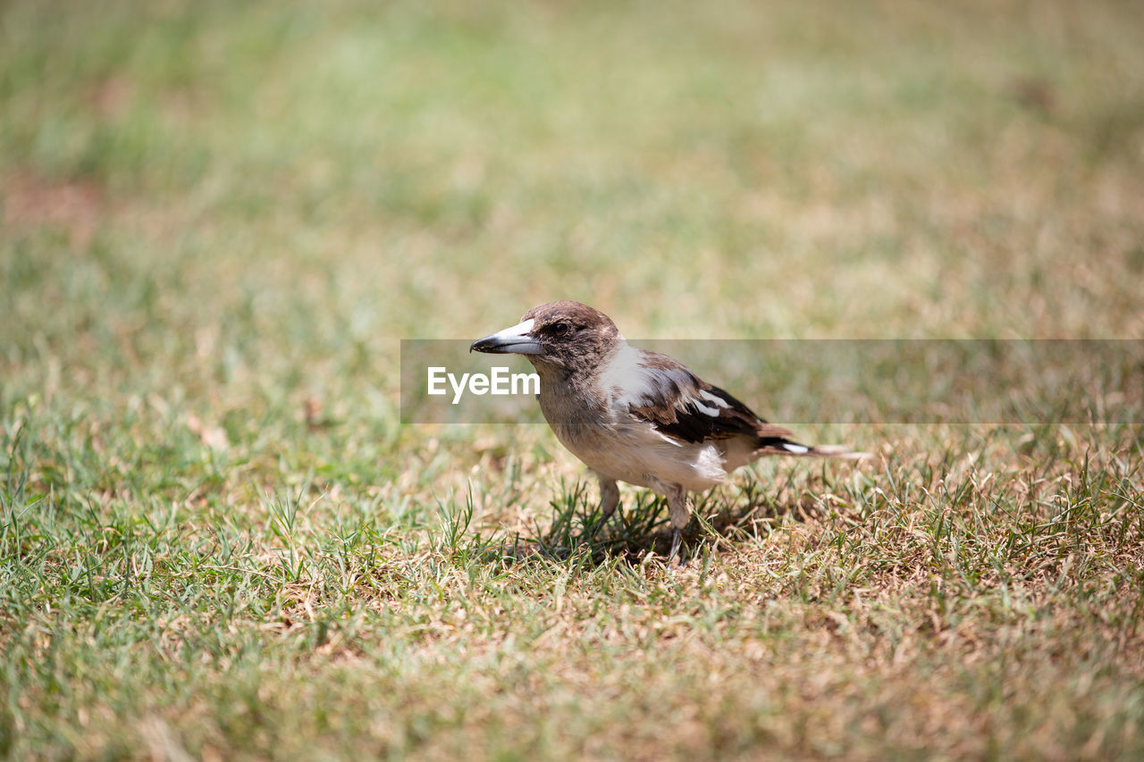 BIRD ON GRASS