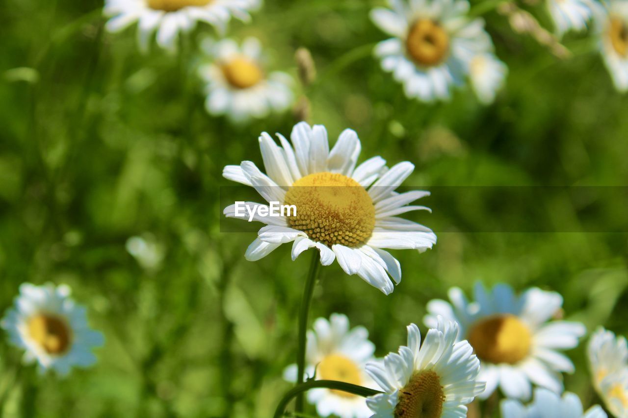 flower, flowering plant, plant, freshness, beauty in nature, daisy, flower head, fragility, petal, growth, nature, close-up, meadow, inflorescence, white, field, yellow, summer, pollen, springtime, no people, focus on foreground, macro photography, botany, outdoors, wildflower, environment, blossom, day, green, plain, selective focus, land, landscape, sunlight, grass, multi colored, animal wildlife