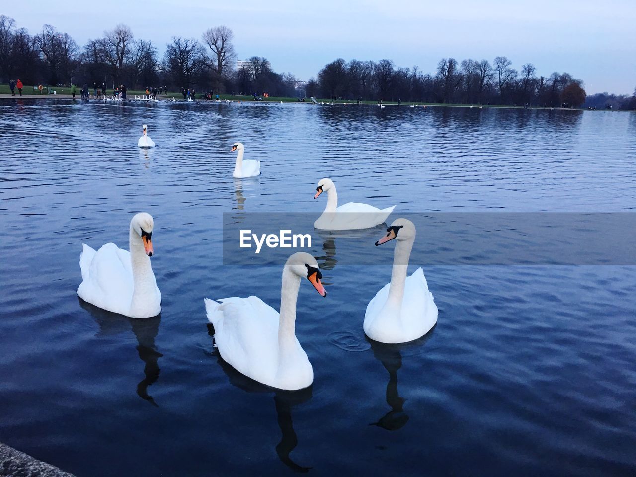 SWANS SWIMMING ON LAKE