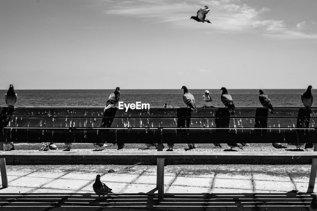 Birds perching on railing at beach against sky