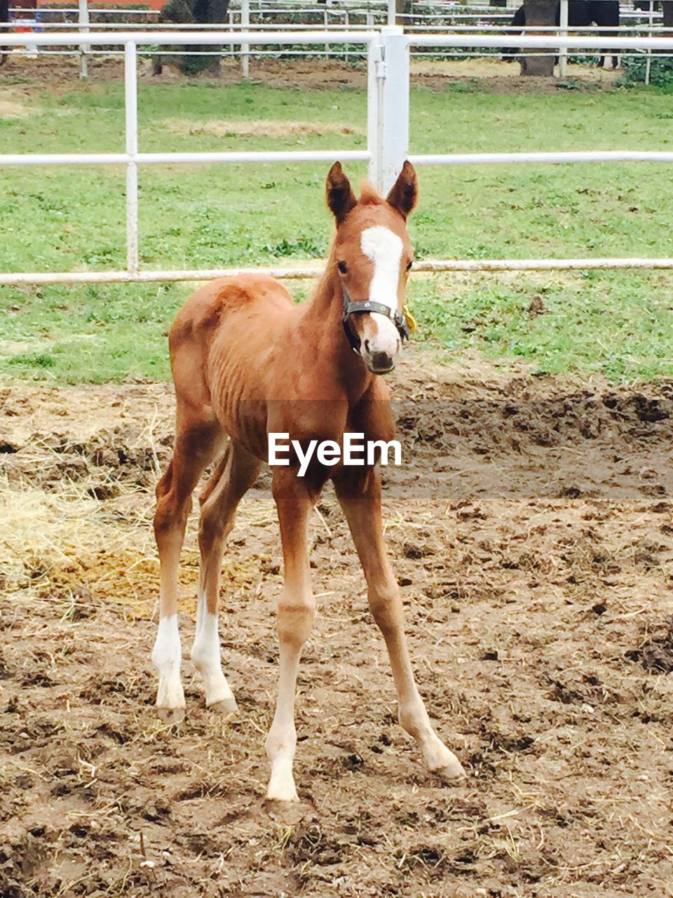 Horse standing in mud at ranch