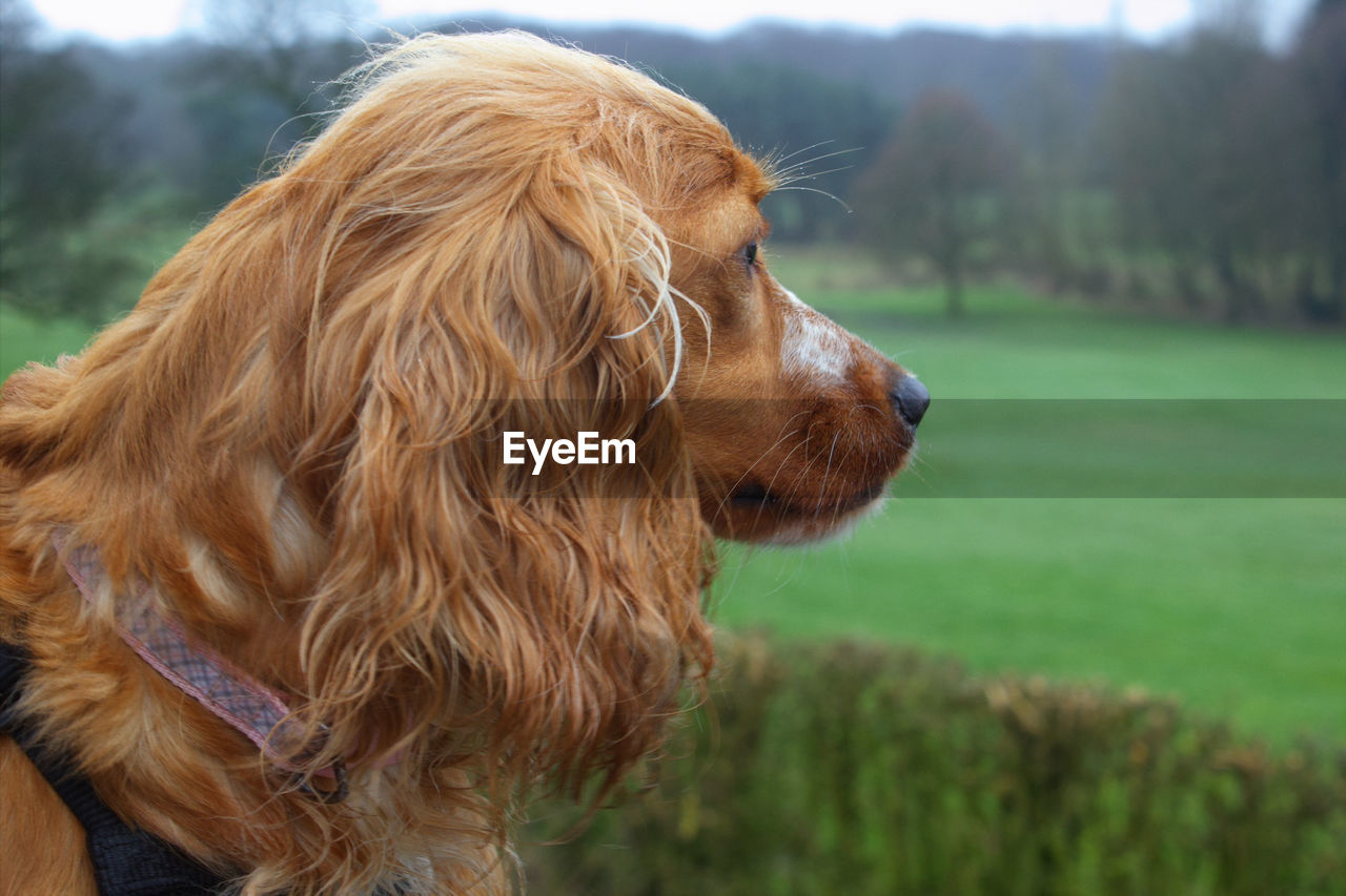 Close-up of cocker spaniel dog