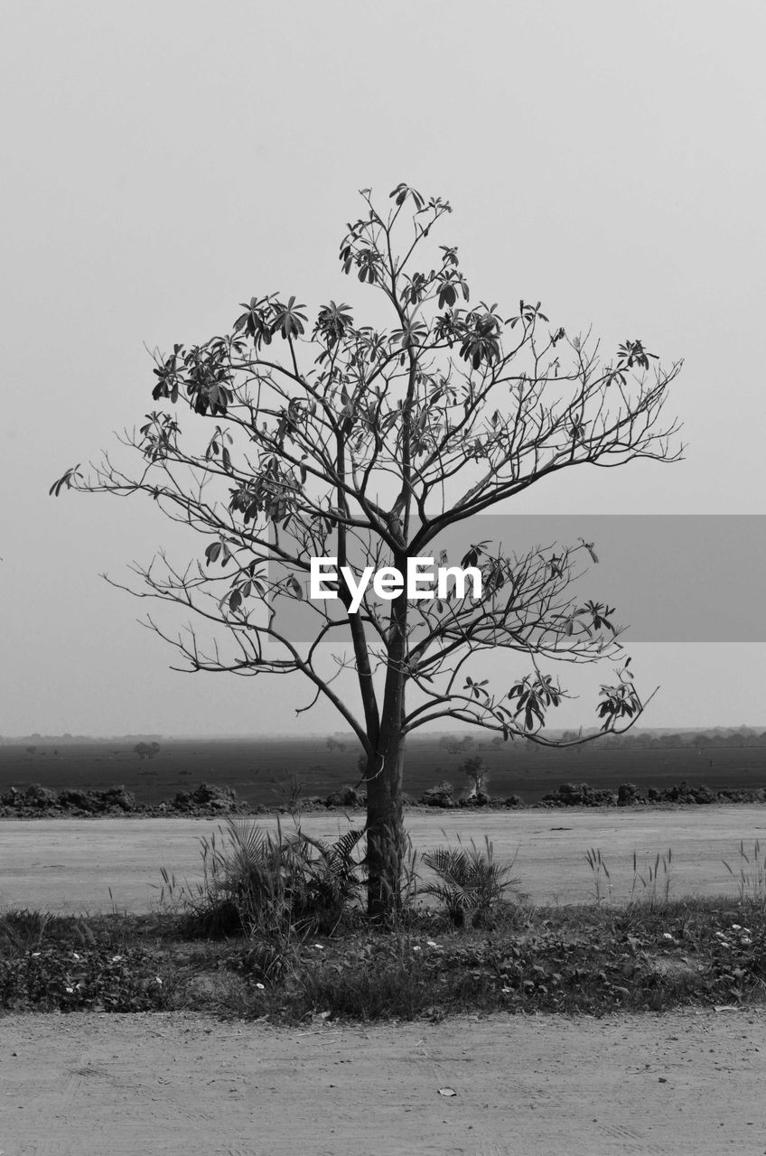 BARE TREE AGAINST CLEAR SKY