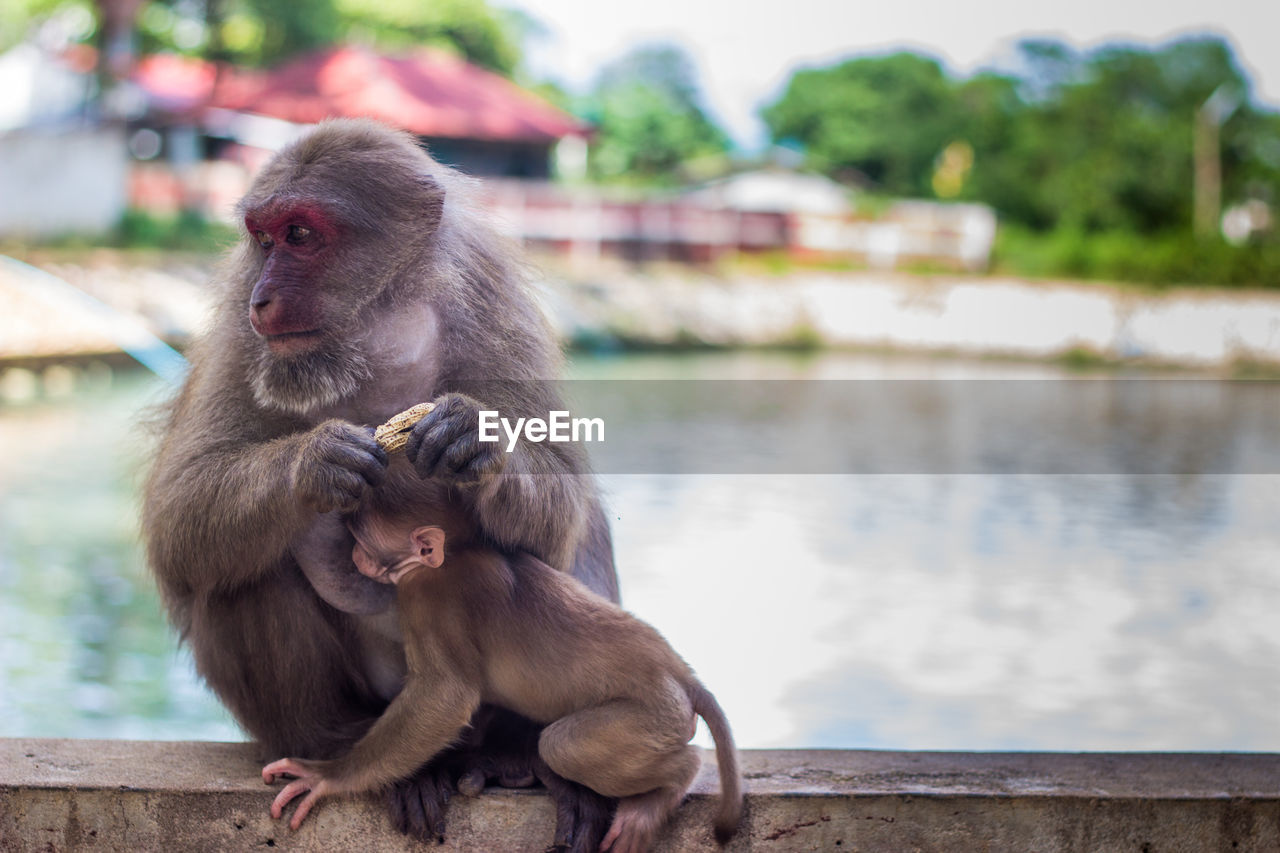 MONKEY SITTING ON STONE WALL