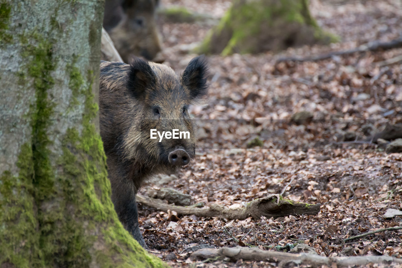 Wild boar by tree in forest