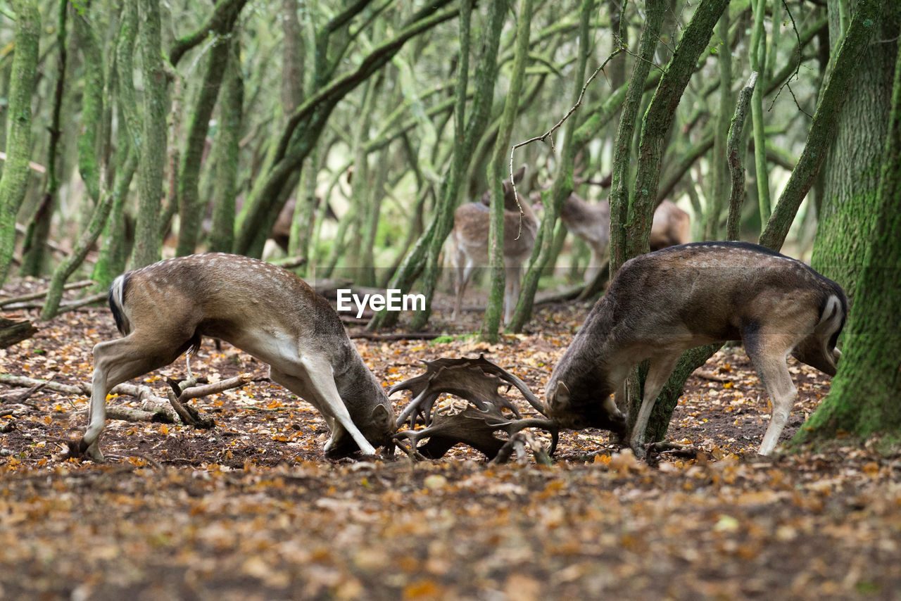 Fallow deer fighting in forest