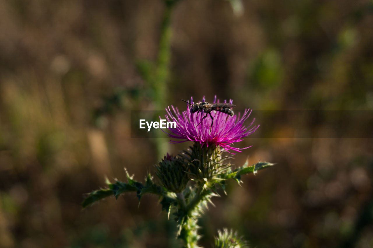 Close-up of pink thistle flower