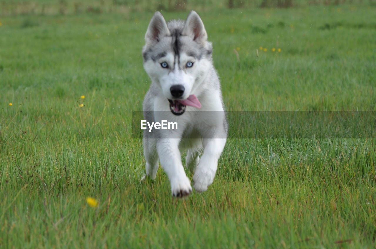 DOG ON GRASSY FIELD