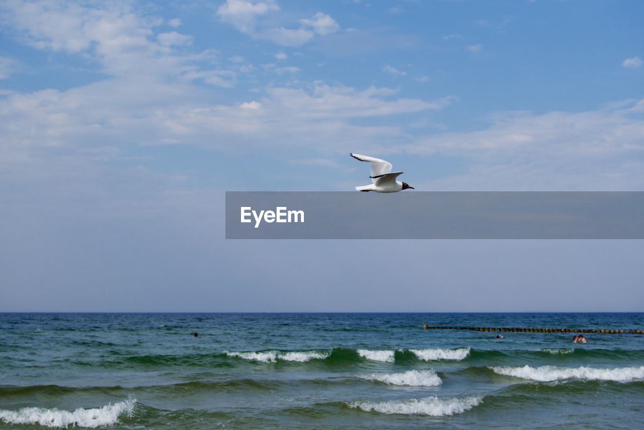 sky, sea, water, flying, ocean, horizon over water, horizon, motion, shore, nature, coast, cloud, beauty in nature, wave, beach, land, animal themes, animal, wildlife, animal wildlife, scenics - nature, bird, mid-air, day, wind, one animal, body of water, wind wave, no people, outdoors, seabird, blue, tranquil scene, tranquility, idyllic