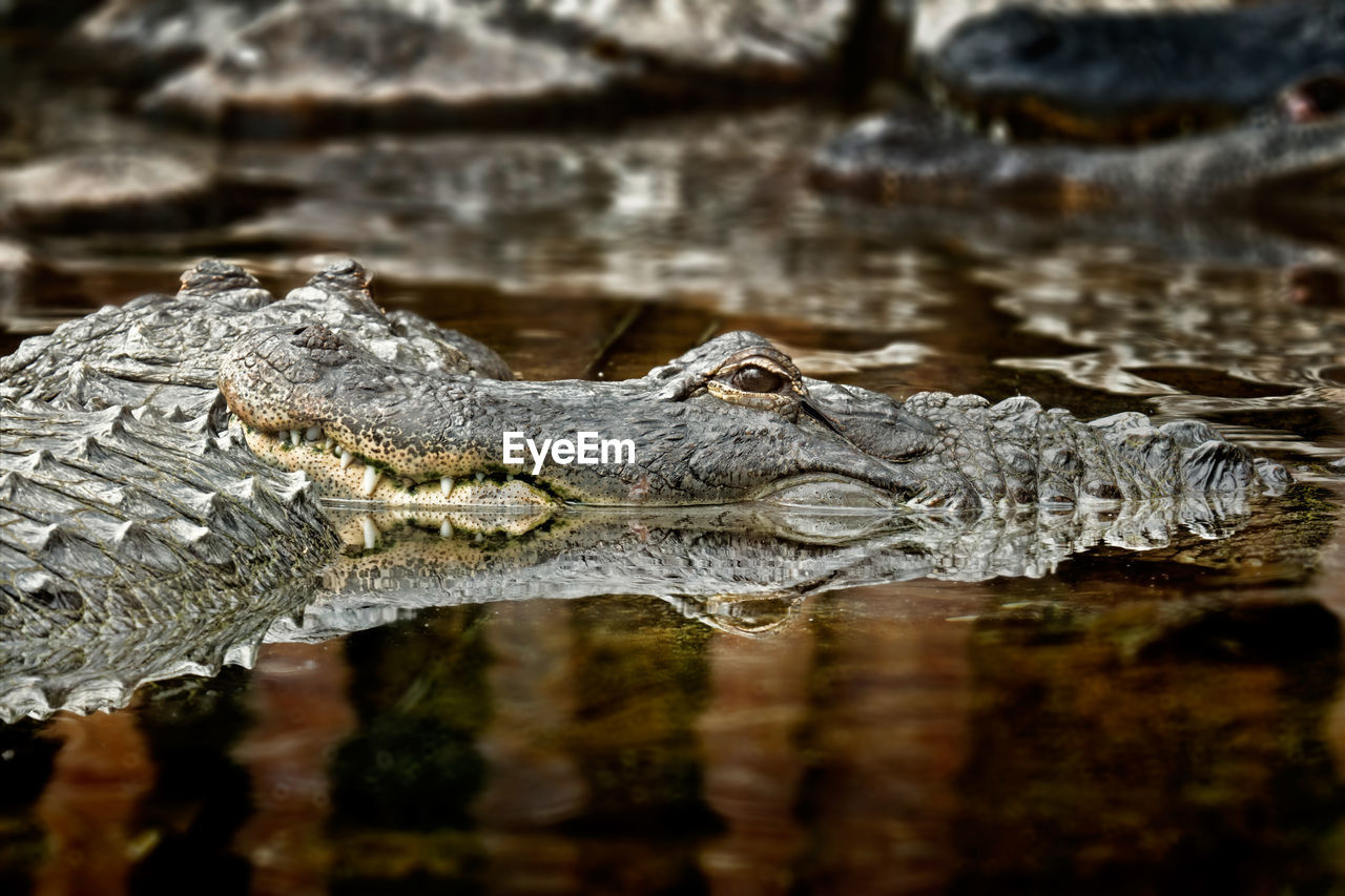 Crocodiles swimming in lake