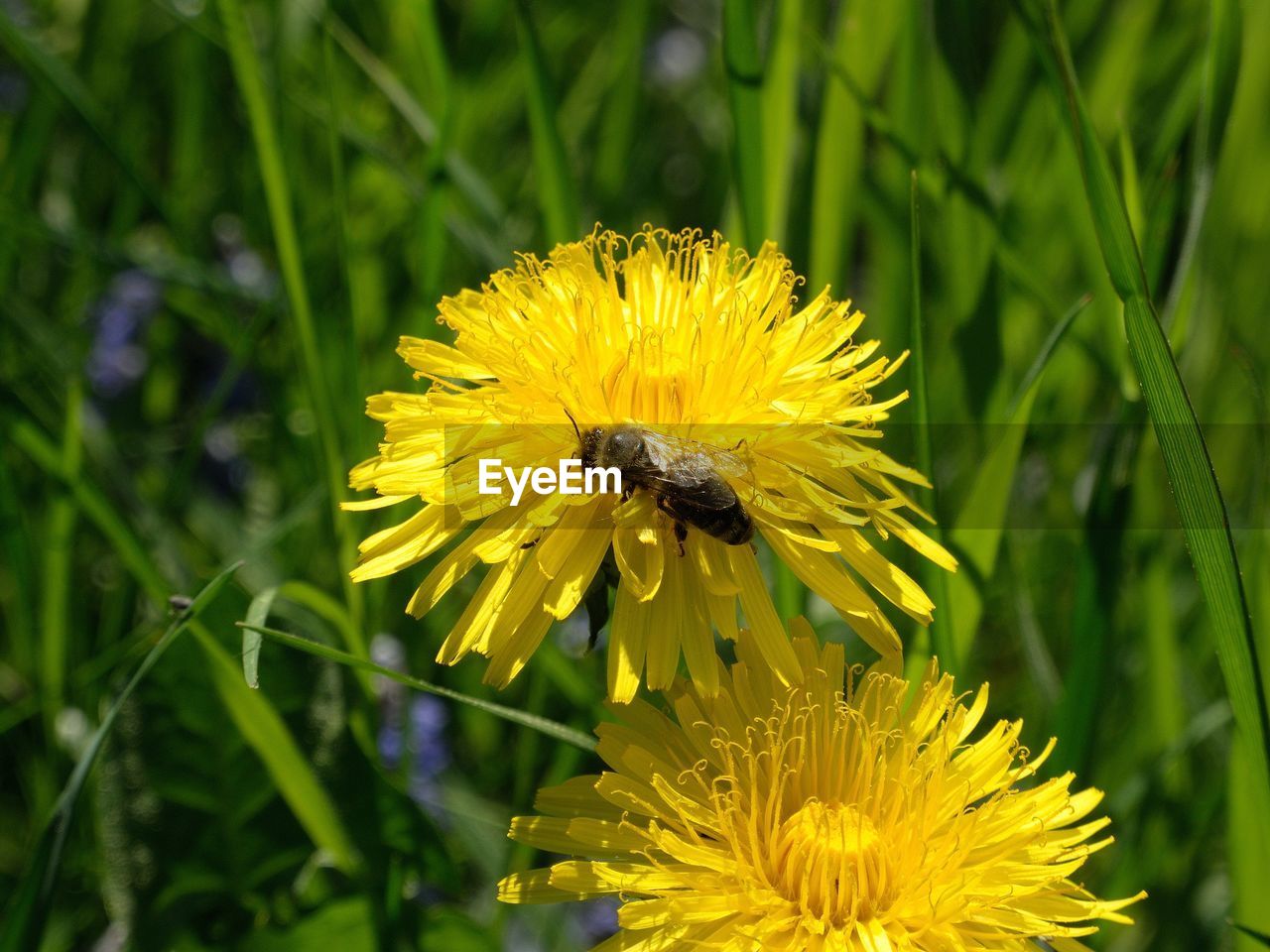 Close-up of honey bee on dandelion blooming outdoors
