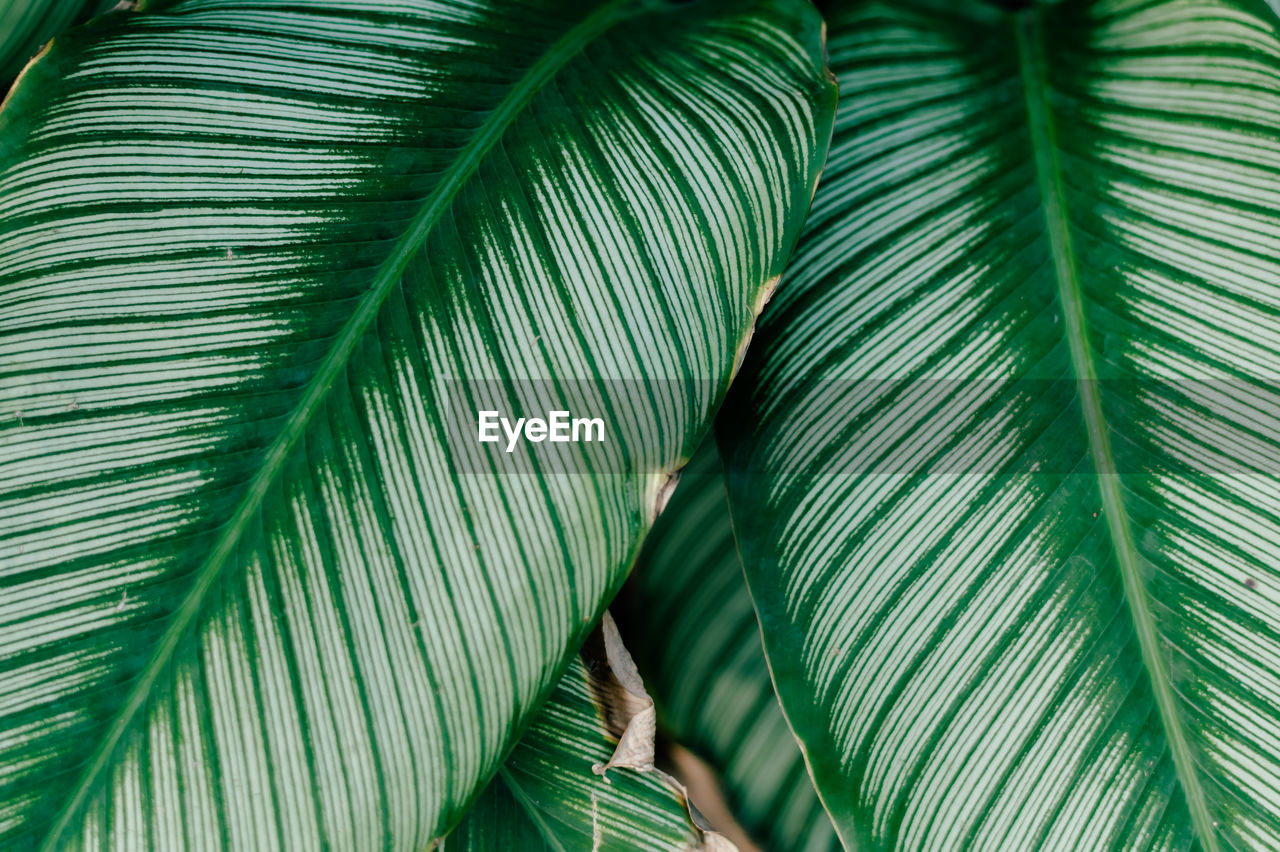 Closeup nature view of green leaf and palms background. flat lay, tropical leaf