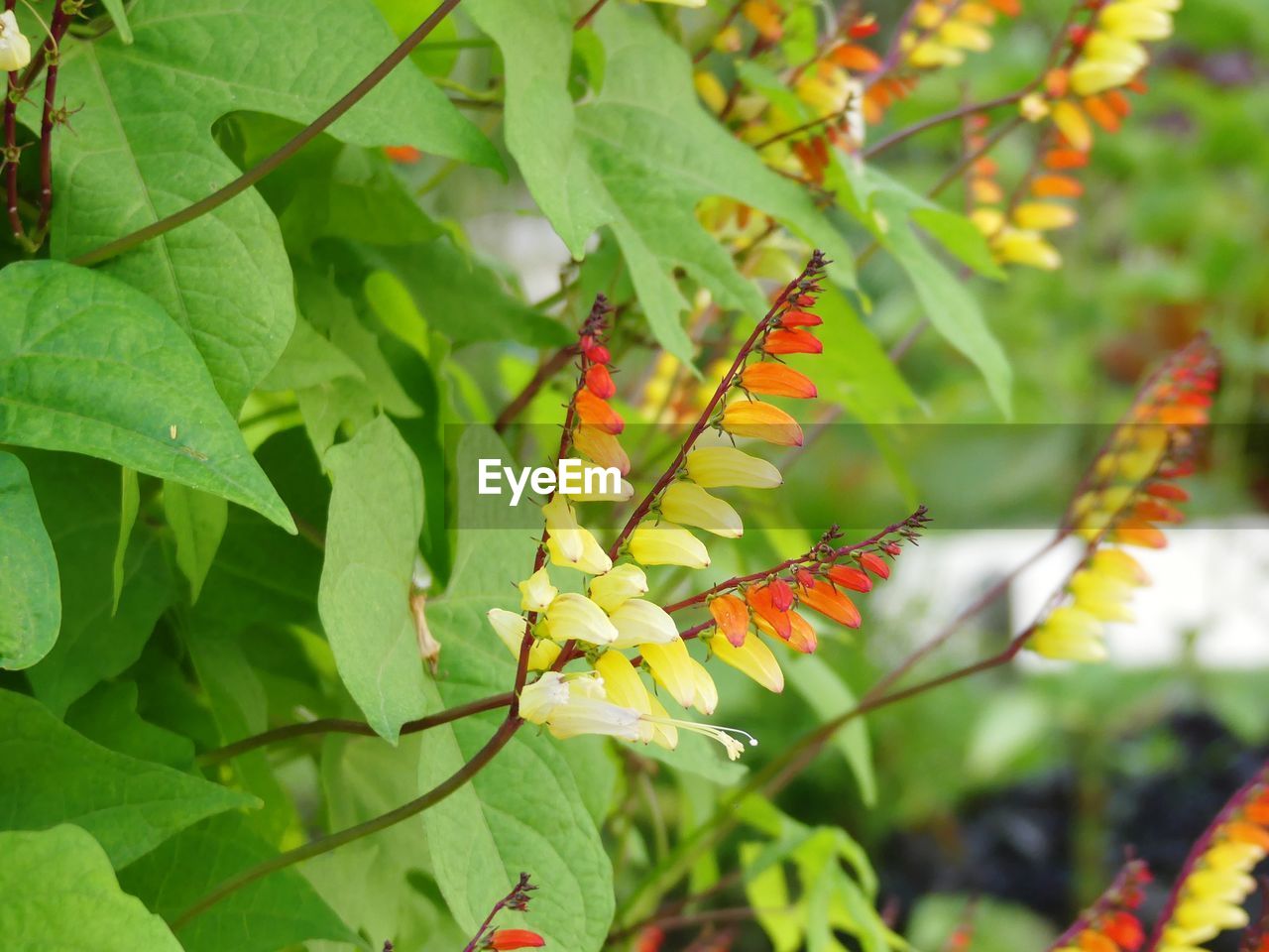 CLOSE-UP OF INSECT ON PLANT LEAVES