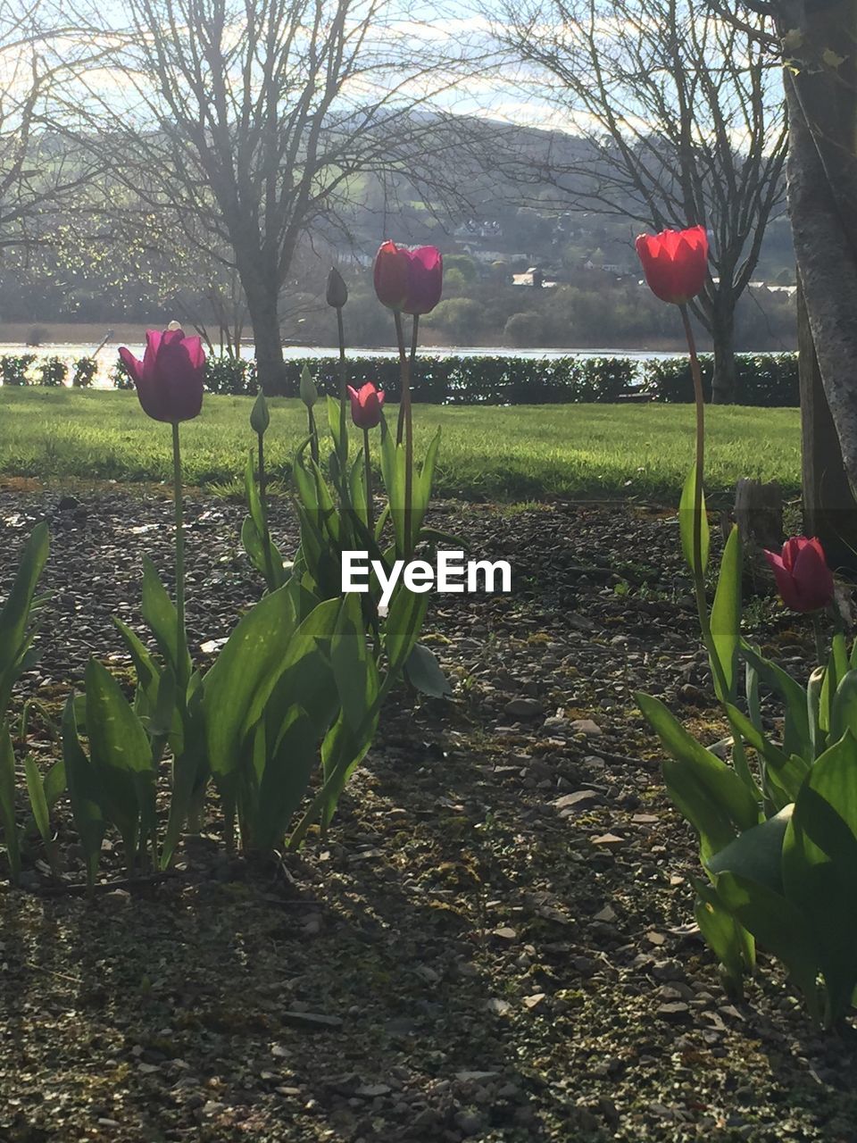 RED FLOWERS GROWING ON TREE