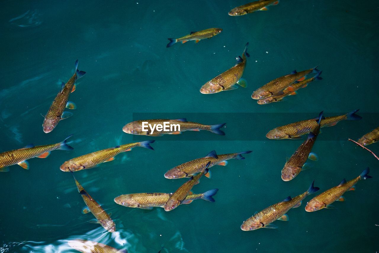 HIGH ANGLE VIEW OF FISH IN SEA