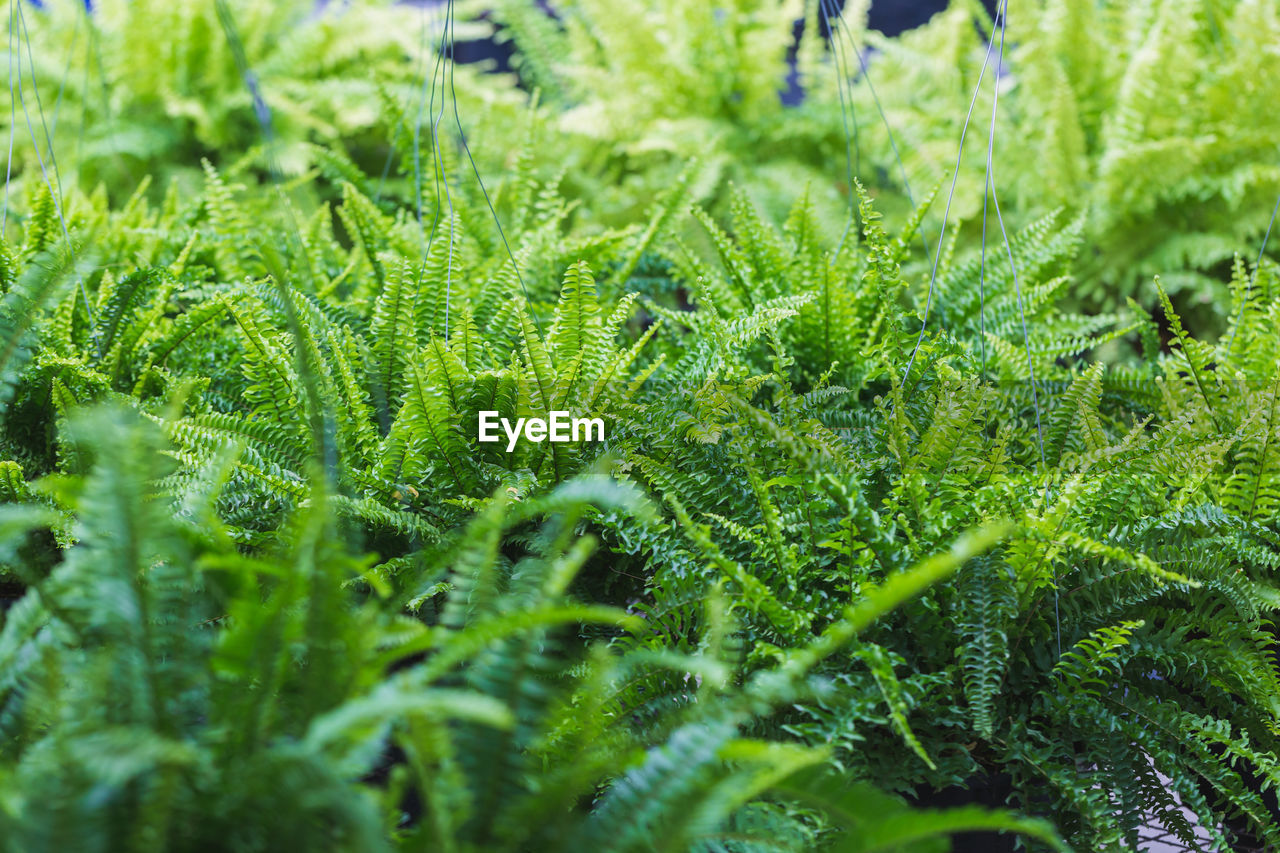 CLOSE-UP OF FRESH GREEN PLANTS IN FIELD