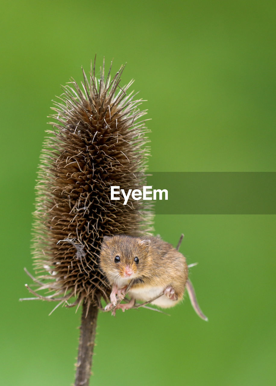 Close-up of rodent on plant