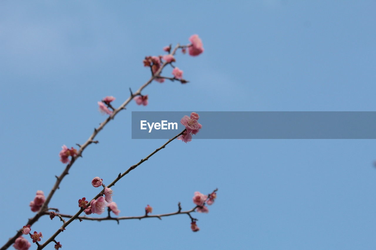 plant, flower, nature, sky, branch, tree, beauty in nature, blossom, pink, no people, low angle view, freshness, growth, clear sky, blue, flowering plant, day, fragility, outdoors, springtime, twig, fruit, food and drink, red, spring, cherry blossom, leaf, food, sunny