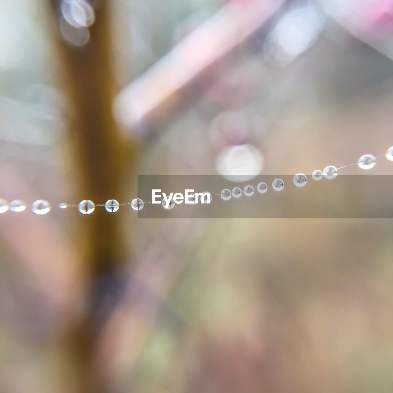 Close-up of wet spider web in forest