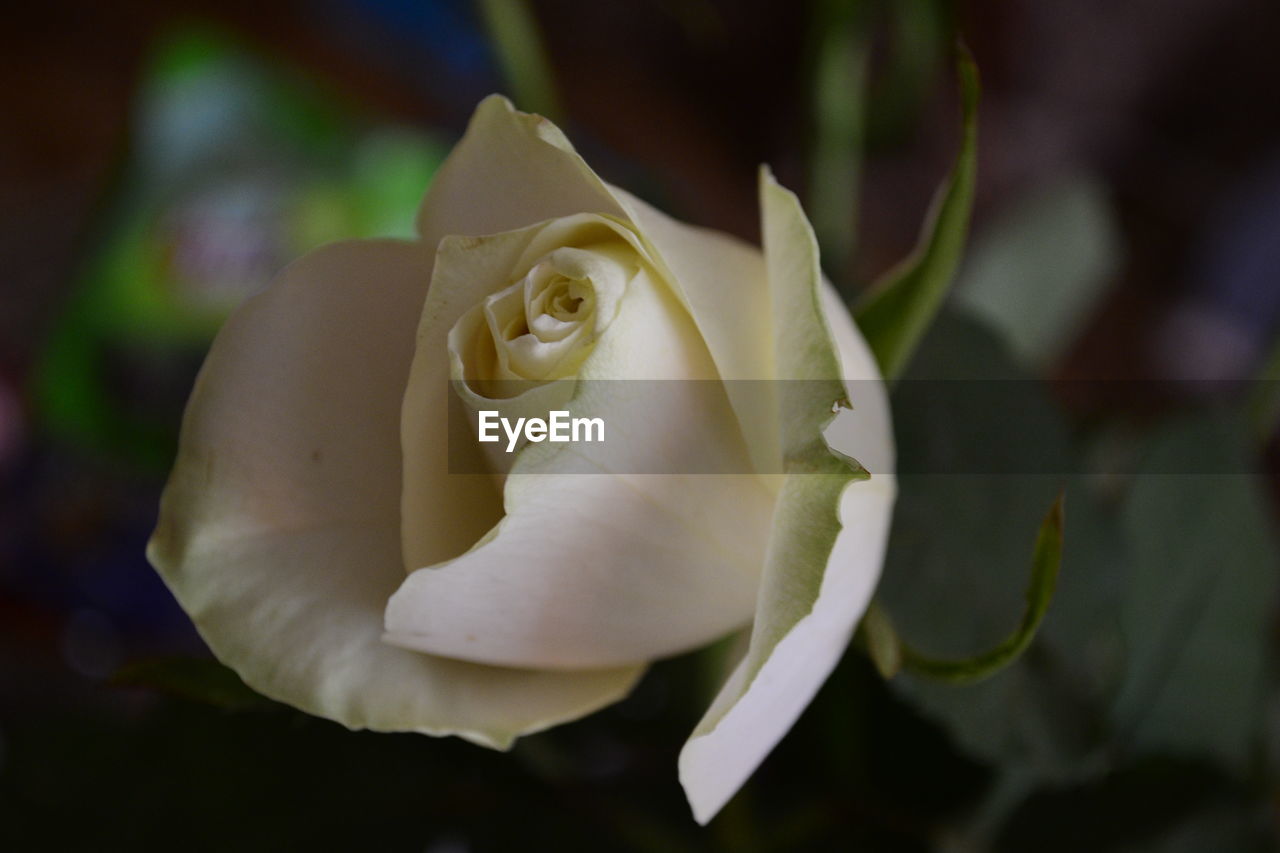 Close-up of white rose