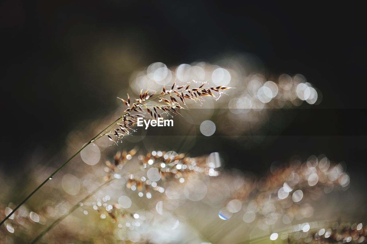 Close-up of water drops on plant