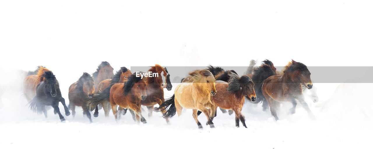 Horses running on snow covered field