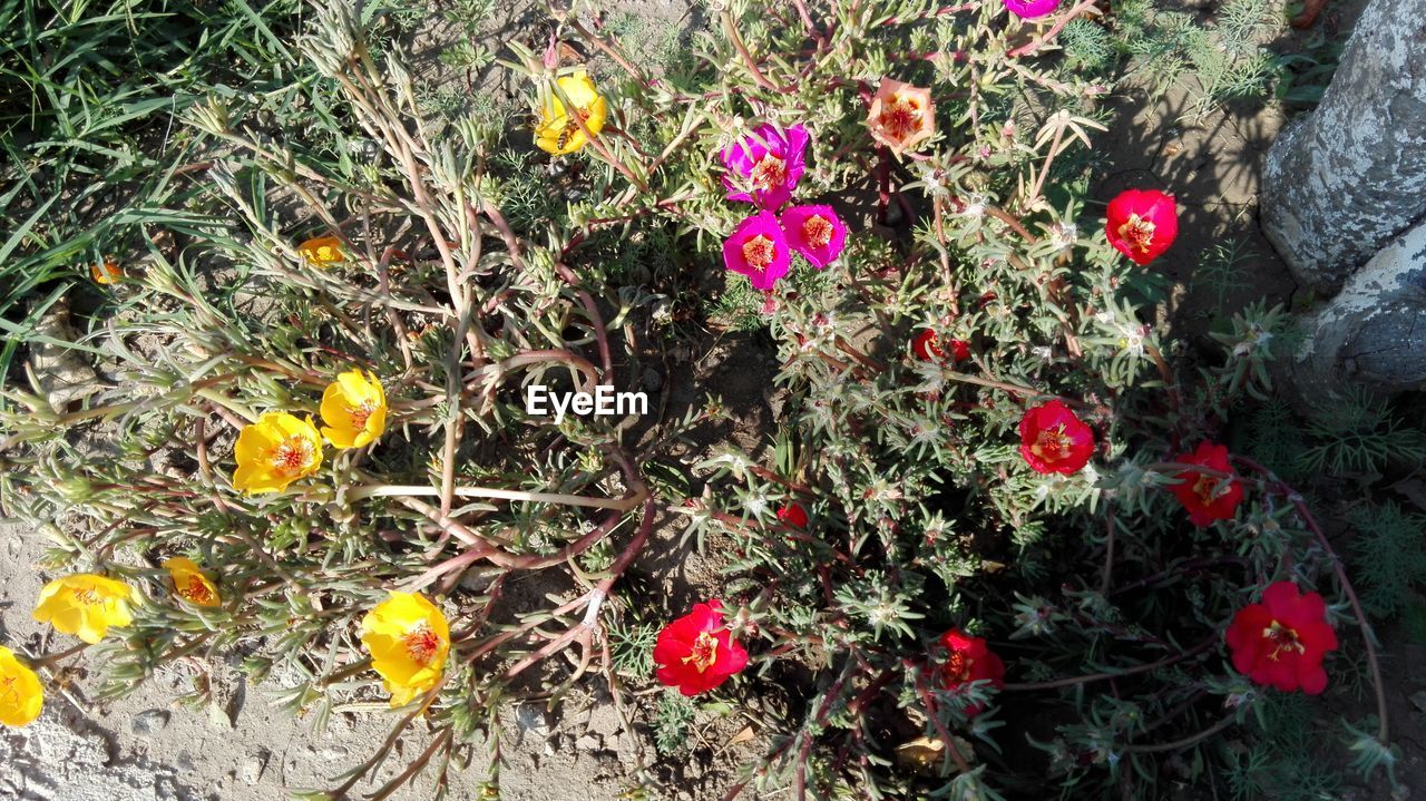 HIGH ANGLE VIEW OF FLOWERING PLANT ON FIELD