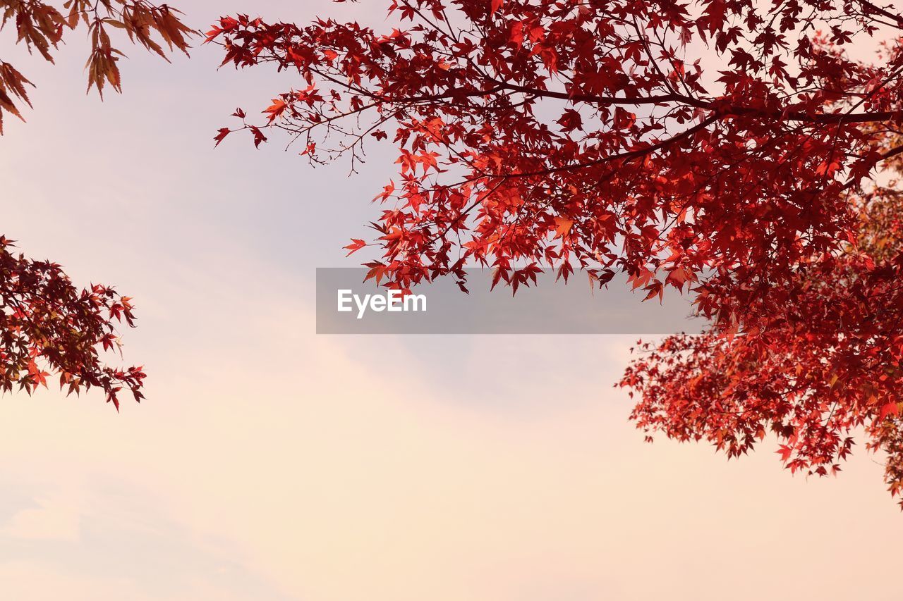 Low angle view of autumn tree against sky during sunset