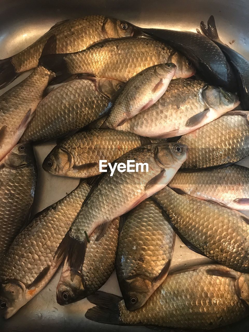 Close-up of fish for sale in market