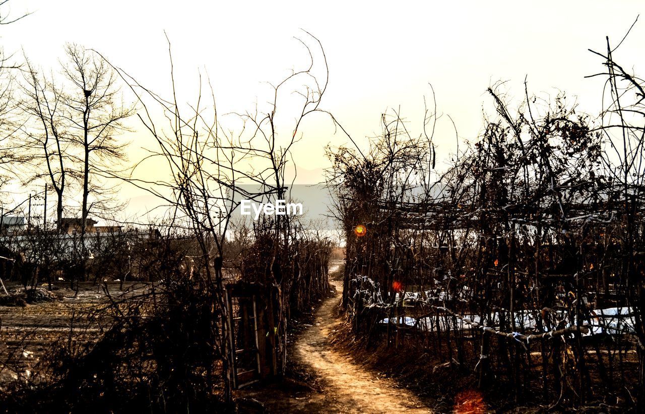 BARE TREES ON PLANTS AGAINST SKY