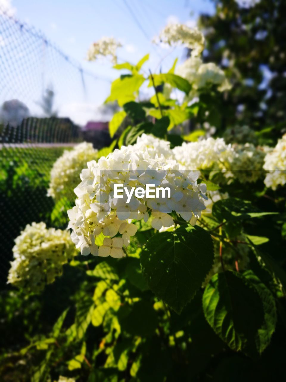 CLOSE-UP OF WHITE FLOWERS BLOOMING IN PARK