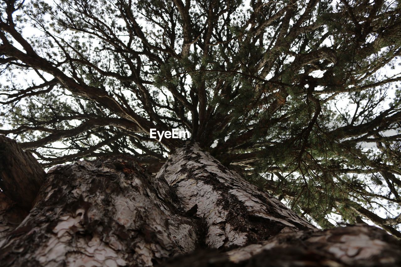 CLOSE-UP LOW ANGLE VIEW OF TREE AGAINST SKY