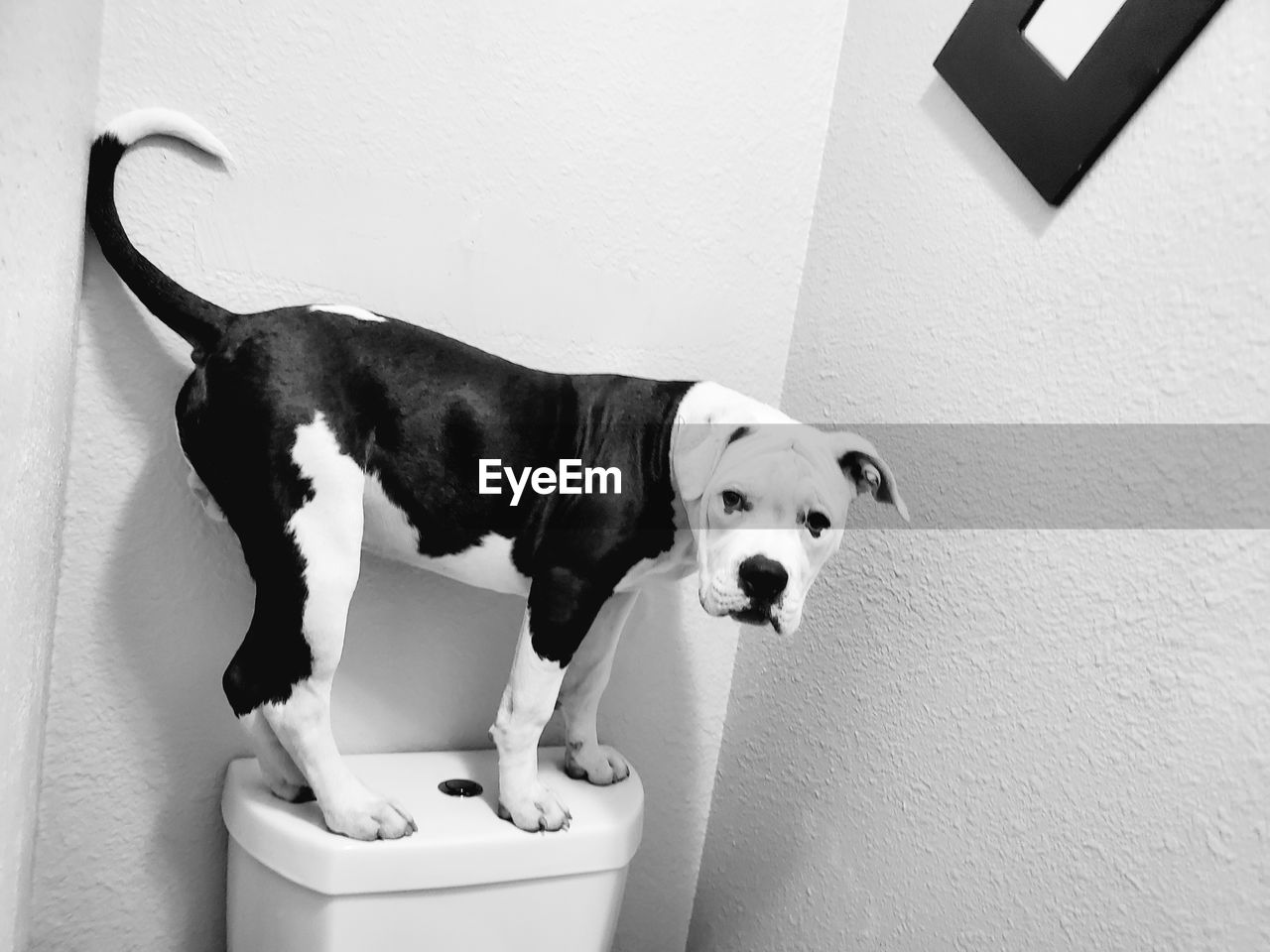 animal, animal themes, mammal, white, domestic animals, black, one animal, pet, canine, dog, black and white, wall - building feature, bathroom, indoors, monochrome photography, monochrome, no people, toilet, domestic bathroom