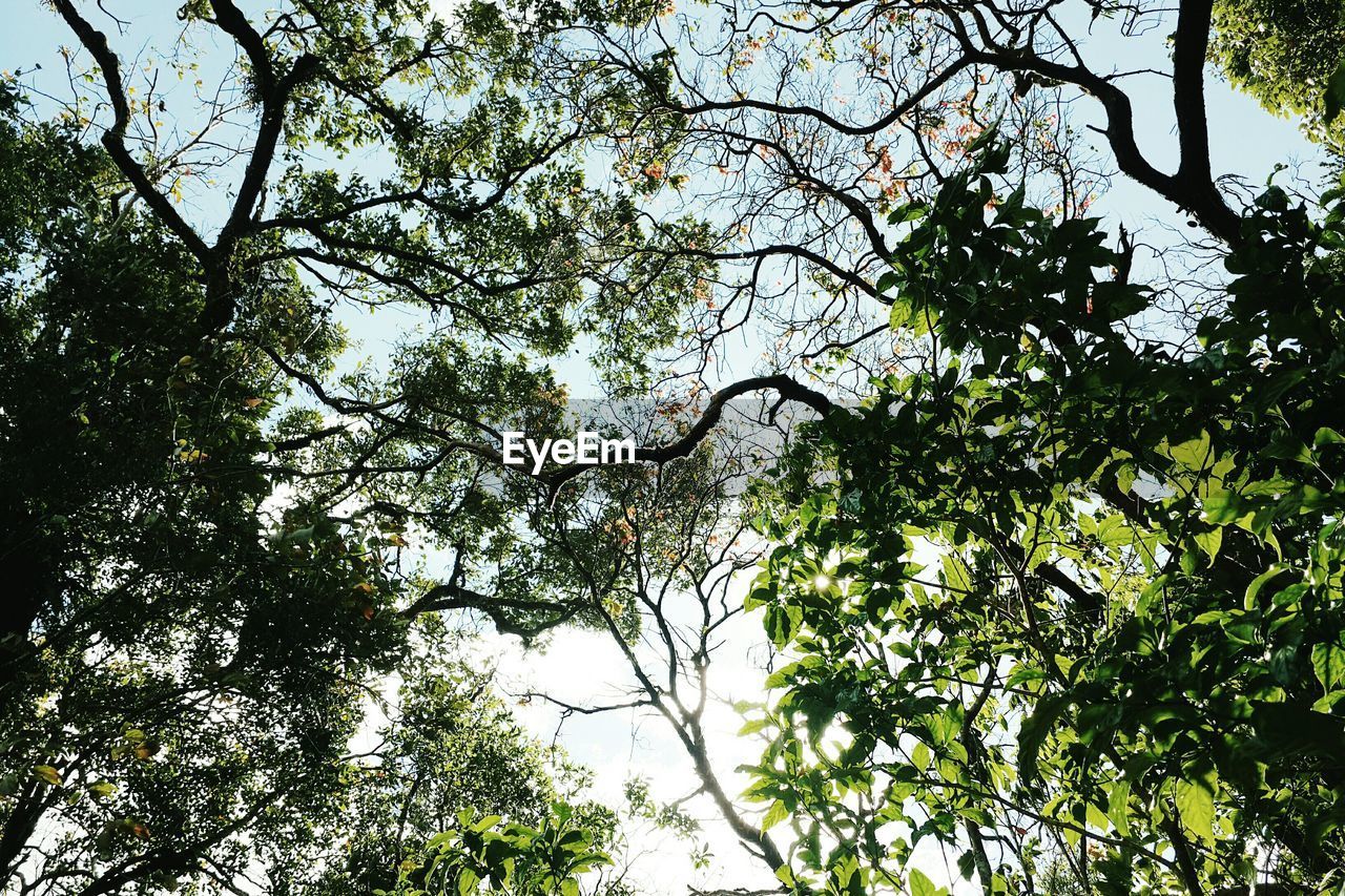 LOW ANGLE VIEW OF TREES AGAINST SKY