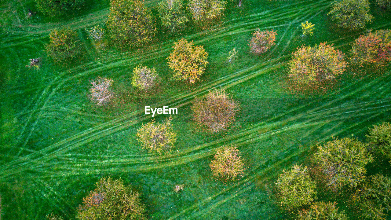 green, plant, growth, leaf, beauty in nature, no people, nature, flower, full frame, high angle view, day, backgrounds, land, tree, outdoors, tranquility, agriculture, plant part, pattern, field, freshness, environment