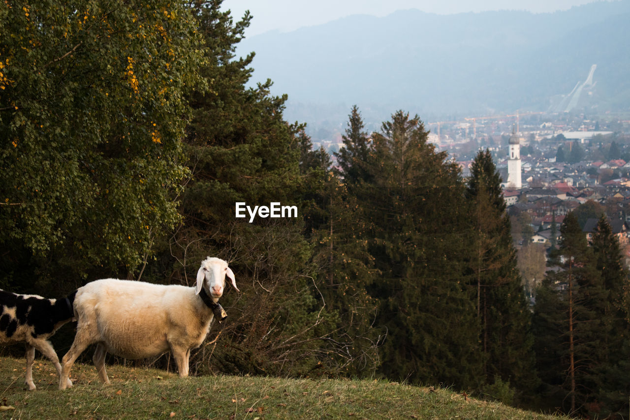 SHEEP STANDING IN A FIELD AGAINST TREES