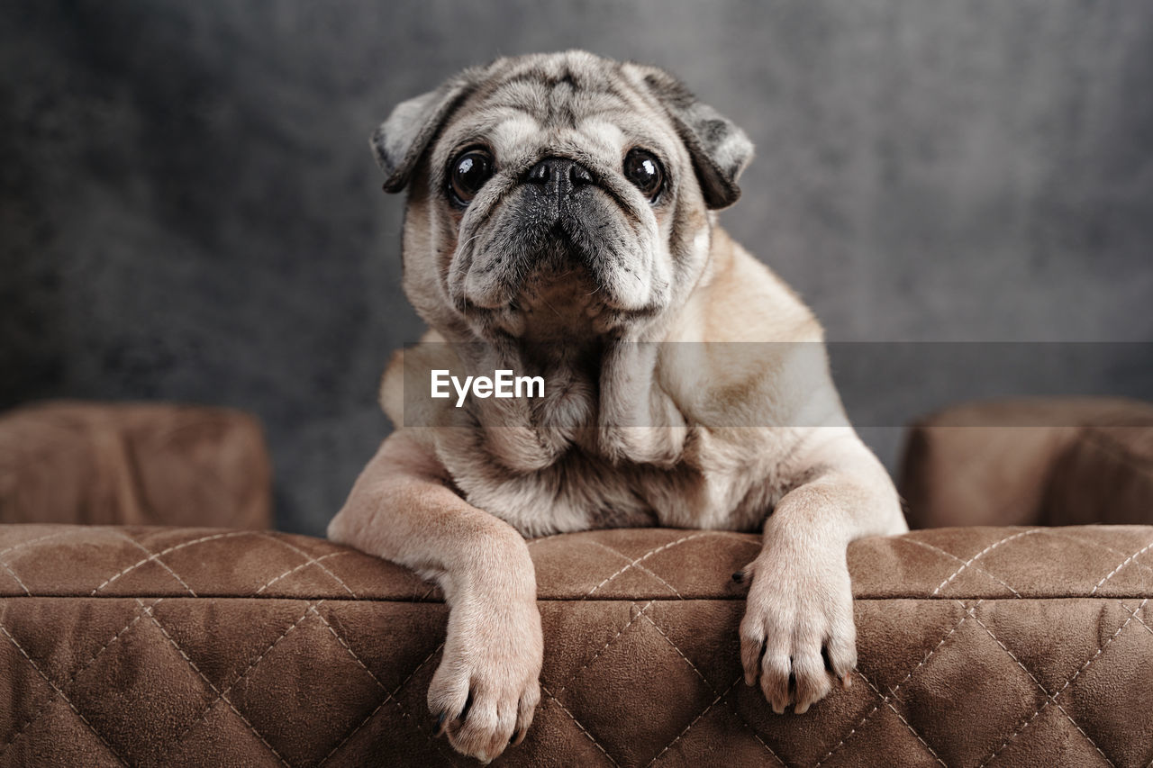 An elderly pug sits on a dog sofa and looks forward, a close-up view from the front