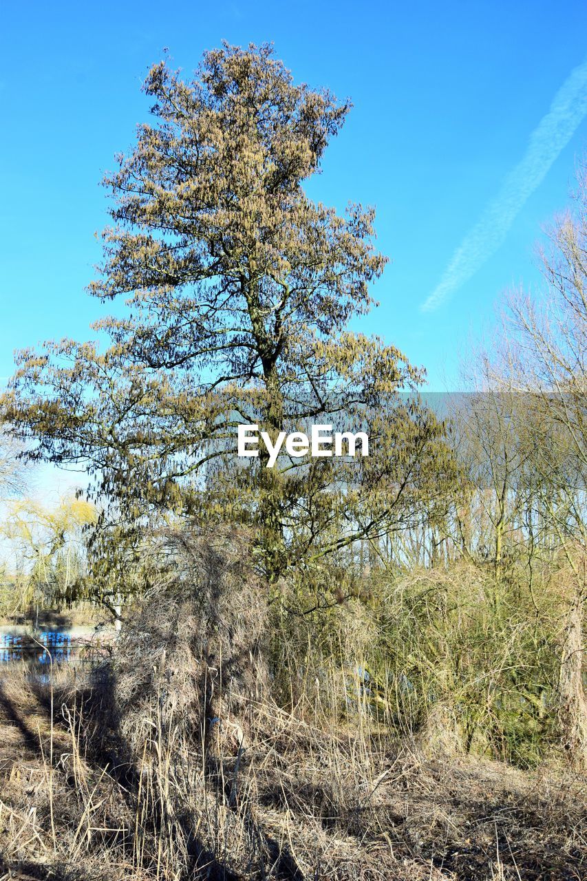 LOW ANGLE VIEW OF TREES AGAINST CLEAR BLUE SKY