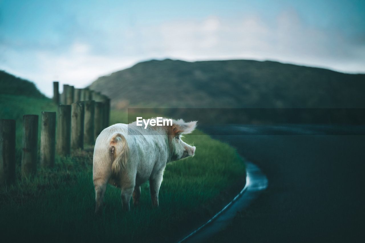 Pig standing on landscape against sky during sunset