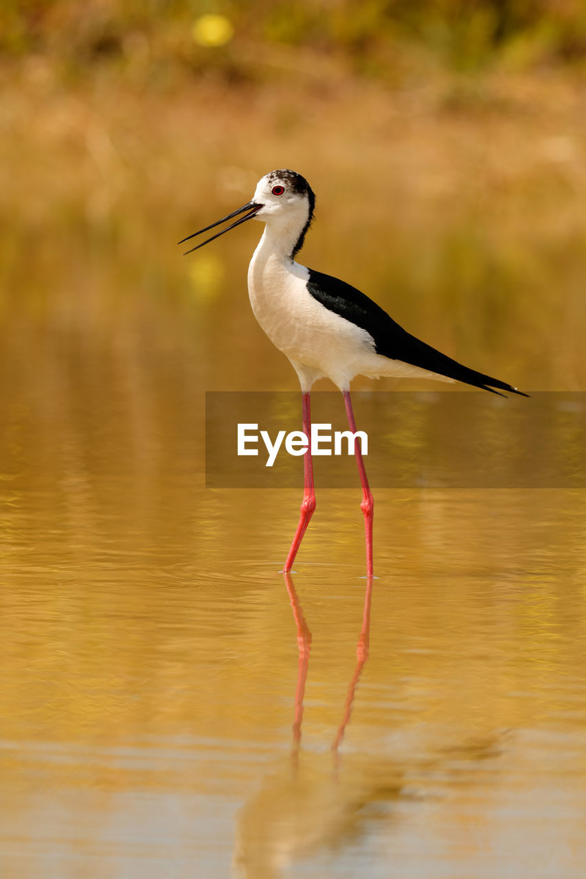 BIRD ON A LAKE