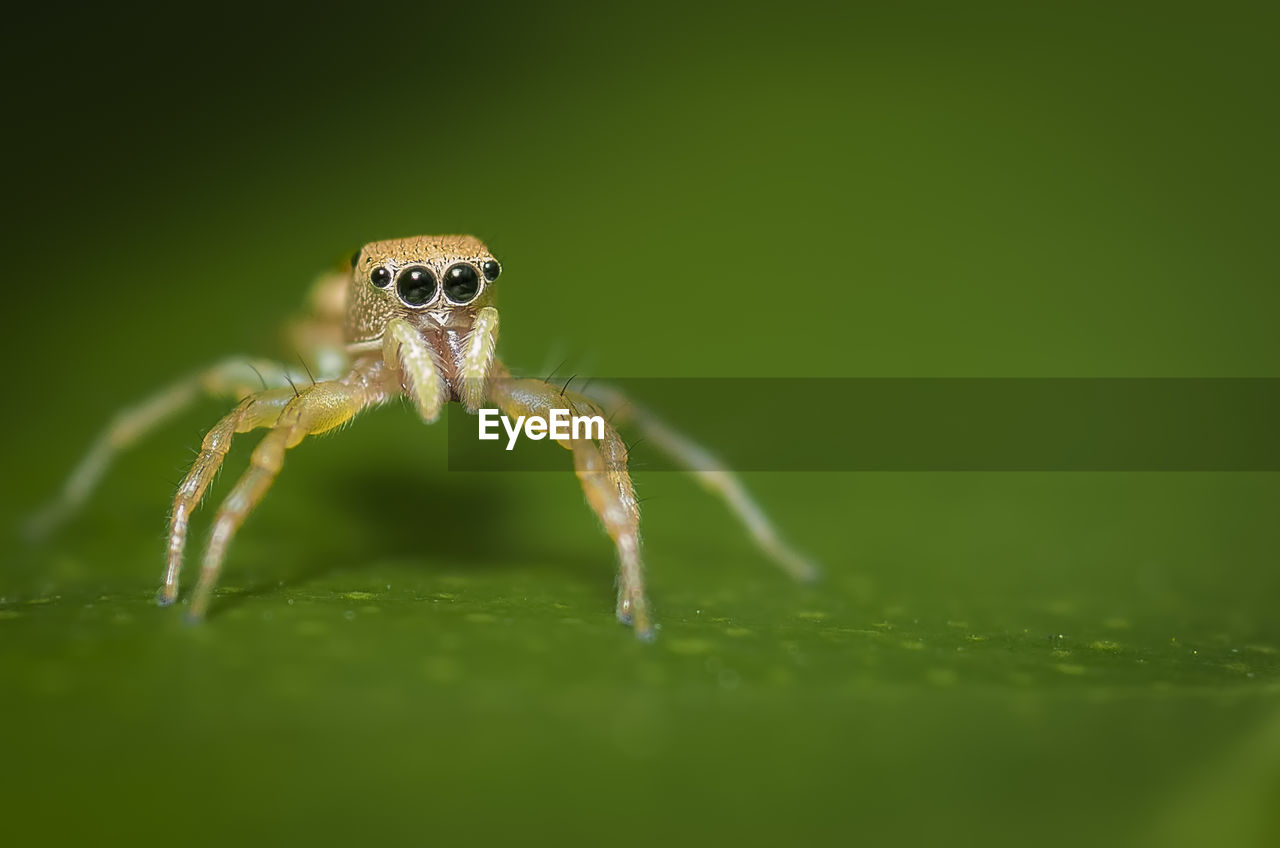 CLOSE-UP OF SPIDER ON WEB