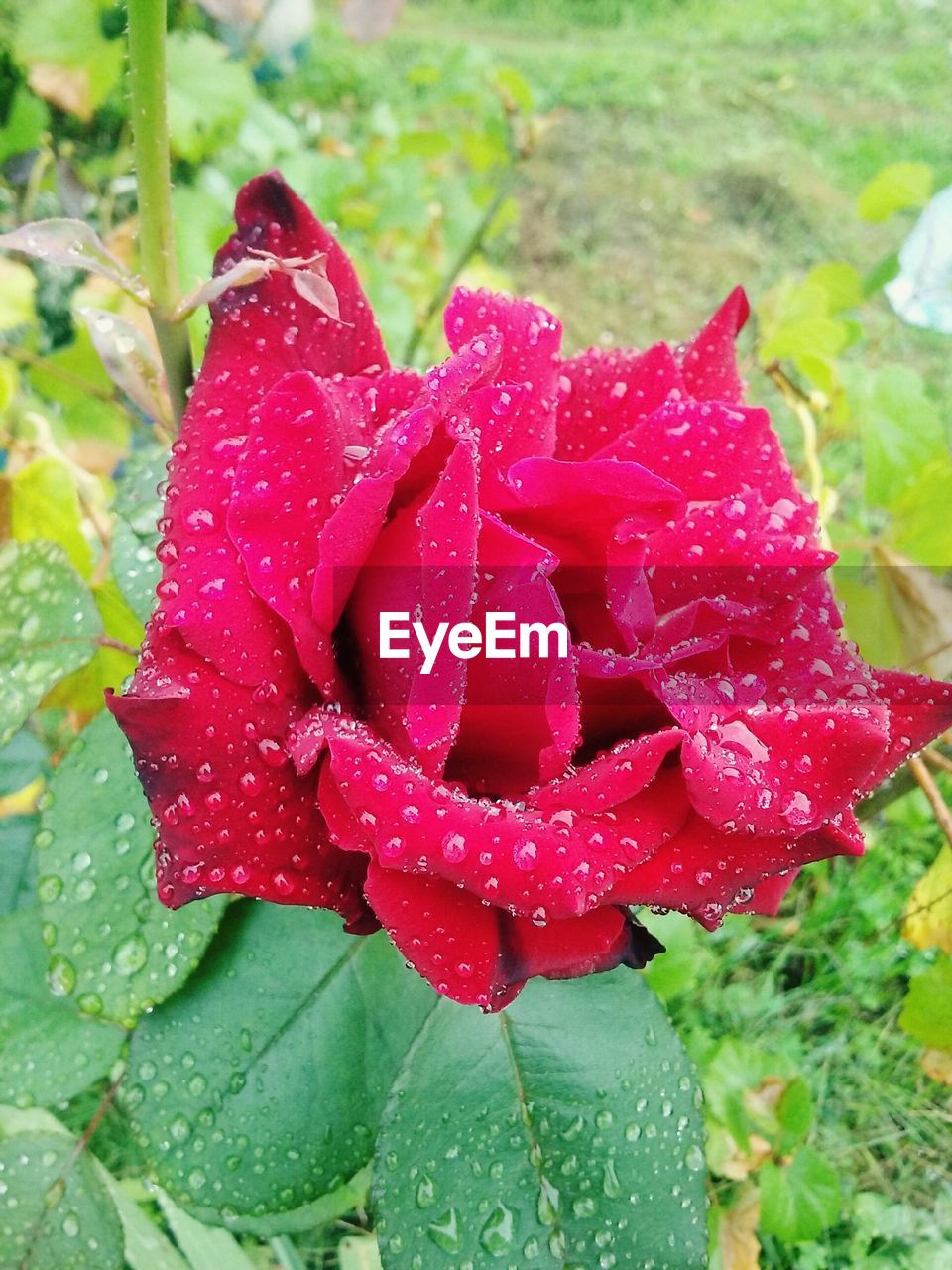 Close-up of water drops on red flower