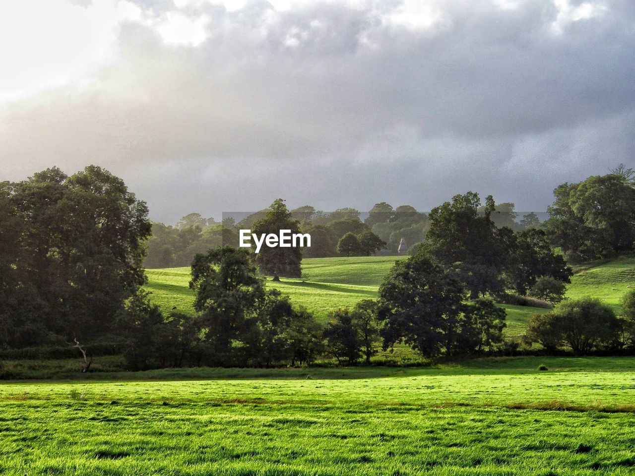 Trees on field against sky