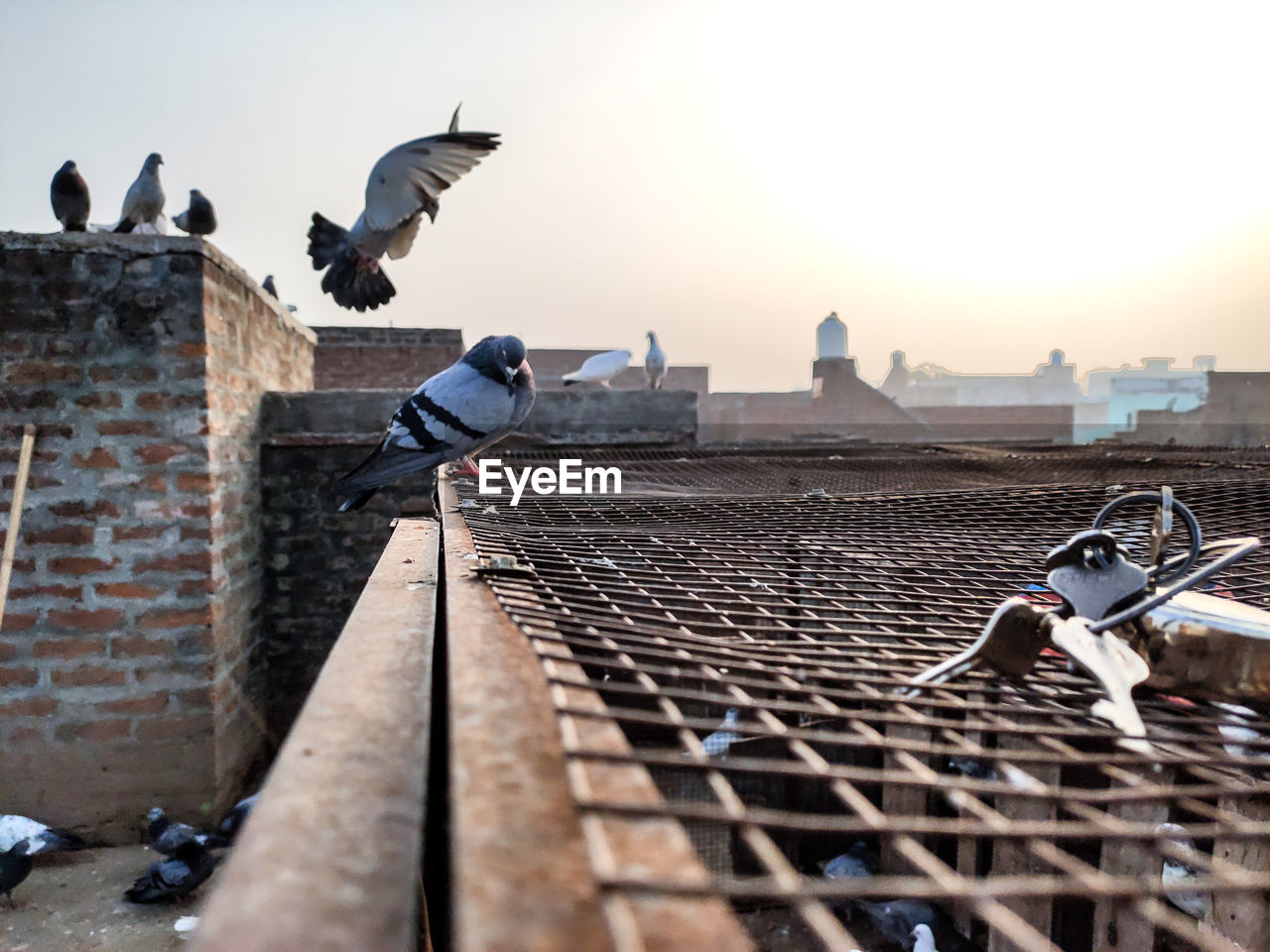 Pigeon flying on rooftops