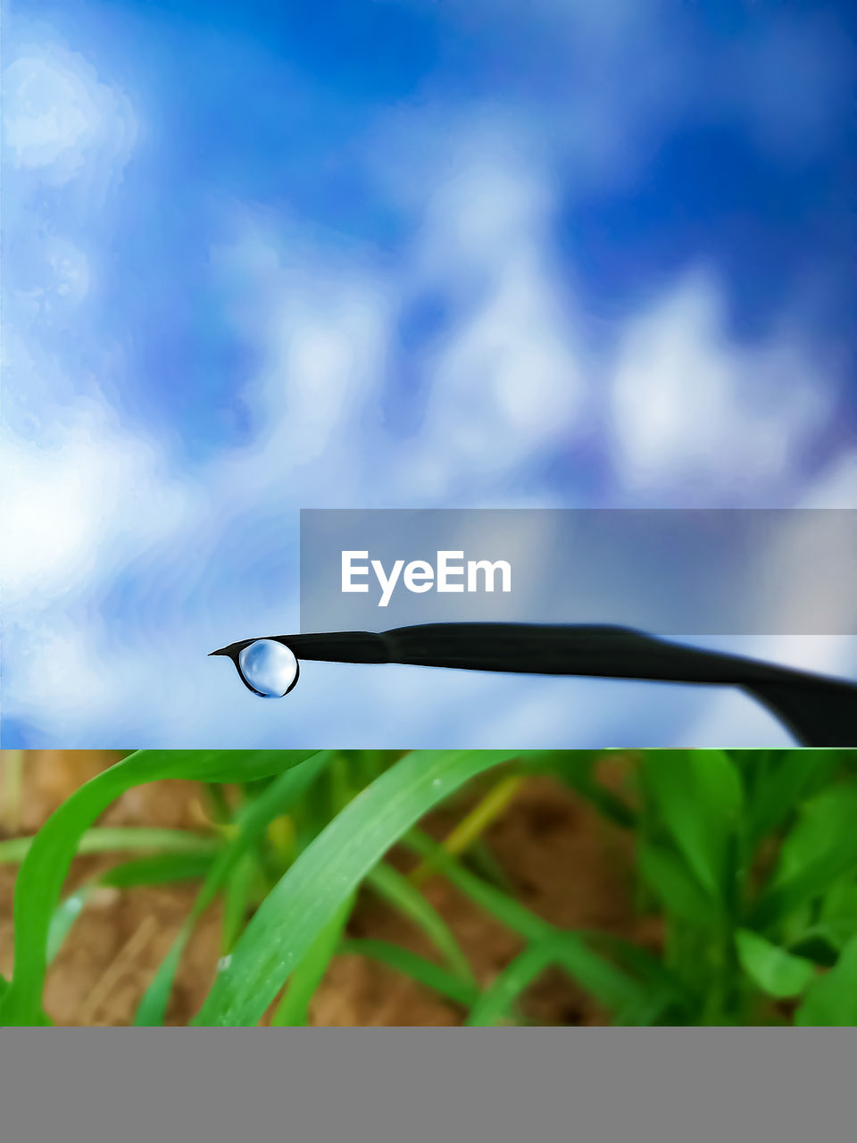 CLOSE-UP OF DROP ON PLANT AGAINST SKY